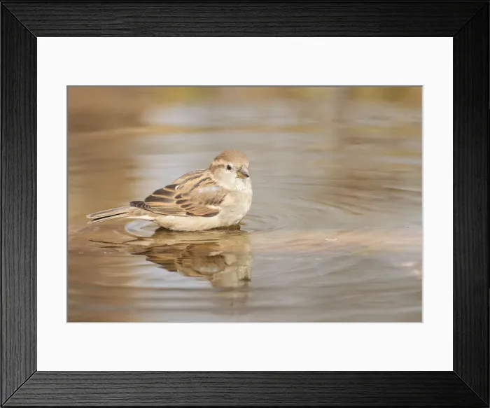 Framed Print : House Sparrow -Passer domesticus-, taking a bath, Limburg an der Lahn, Hesse, Germany, Europe
