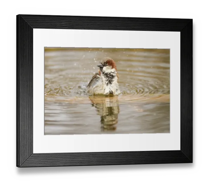 Framed Print : House Sparrow -Passer domesticus-, taking a bath, Limburg an der Lahn, Hesse, Germany, Europe Framed Print : House Sparrow -Passer domesticus-, taking a bath, Limburg an der Lahn, Hesse, Germany, Europe