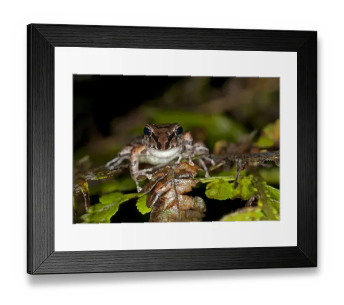 Framed Print : Tree frog species -Pristimantis w-nigrum-, Tandayapa region, Pichincha, Andean cloud forest, Ecuador, South America Framed Print : Tree frog species -Pristimantis w-nigrum-, Tandayapa region, Pichincha, Andean cloud forest, Ecuador, South America