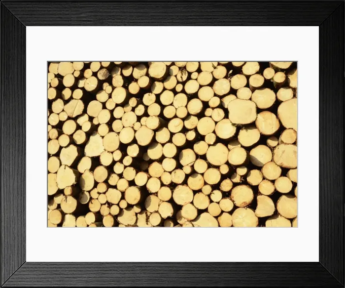 Framed Print : Freshly cut spruce logs, piled wood awaiting removal near Raubling, Bavaria, Germany, Europe Framed Print : Freshly cut spruce logs, piled wood awaiting removal near Raubling, Bavaria, Germany, Europe