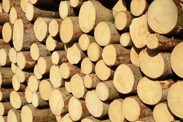 Freshly cut spruce logs, piled wood awaiting removal near Raubling, Bavaria, Germany, Europe