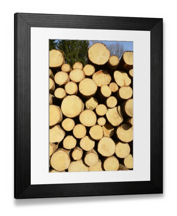 Framed Print : Freshly cut spruce logs, piled wood awaiting removal near Raubling, Bavaria, Germany, Europe Framed Print : Freshly cut spruce logs, piled wood awaiting removal near Raubling, Bavaria, Germany, Europe