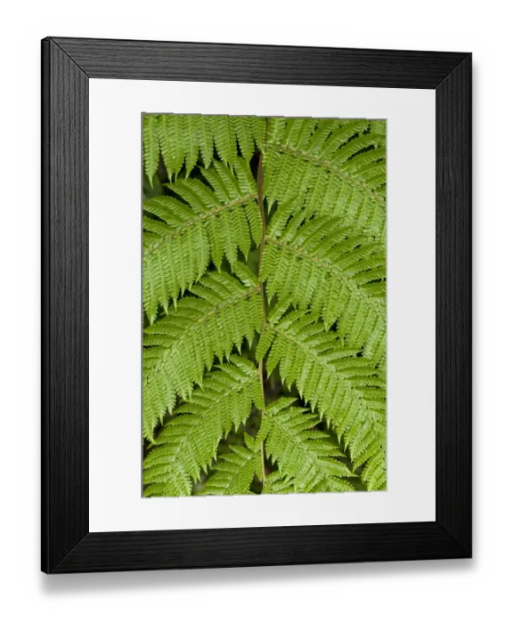 Framed Print : Symmetry of a frond, Tandayapa region, Andean cloud forest, Ecuador, South America Framed Print : Symmetry of a frond, Tandayapa region, Andean cloud forest, Ecuador, South America