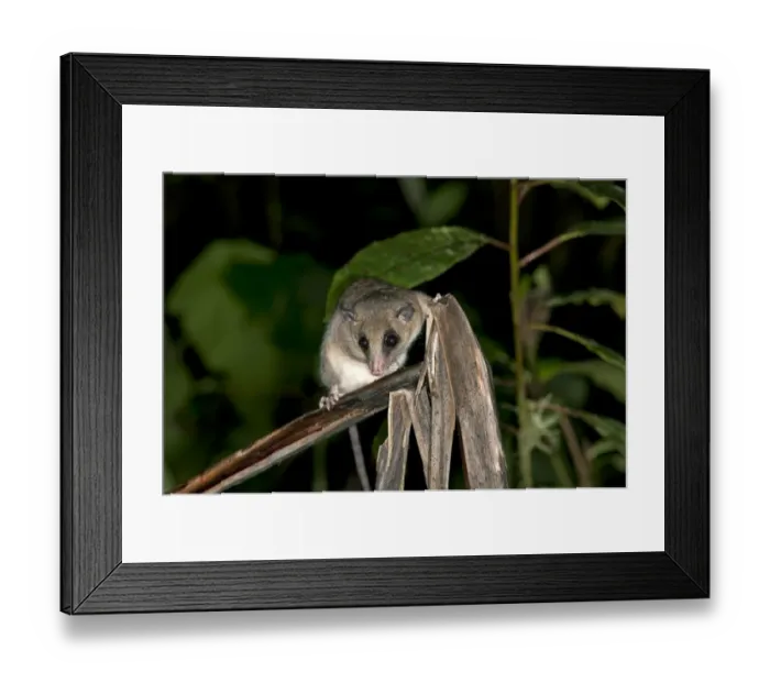 Framed Print : White-bellied Slender Opossum -Marmosops noctivagus-, Opossum family, Tandayapa region, Andean cloud forest, Ecuador, South America Framed Print : White-bellied Slender Opossum -Marmosops noctivagus-, Opossum family, Tandayapa region, Andean cloud forest, Ecuador, South America
