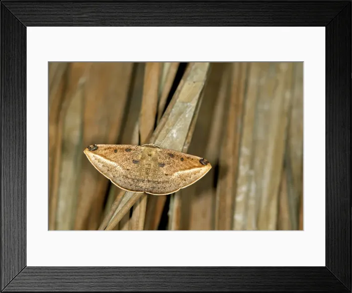 Framed Print : Geometer moth or Geometridae -Geometridae-, Tandayapa region, Andean cloud forest, Ecuador, South America Framed Print : Geometer moth or Geometridae -Geometridae-, Tandayapa region, Andean cloud forest, Ecuador, South America
