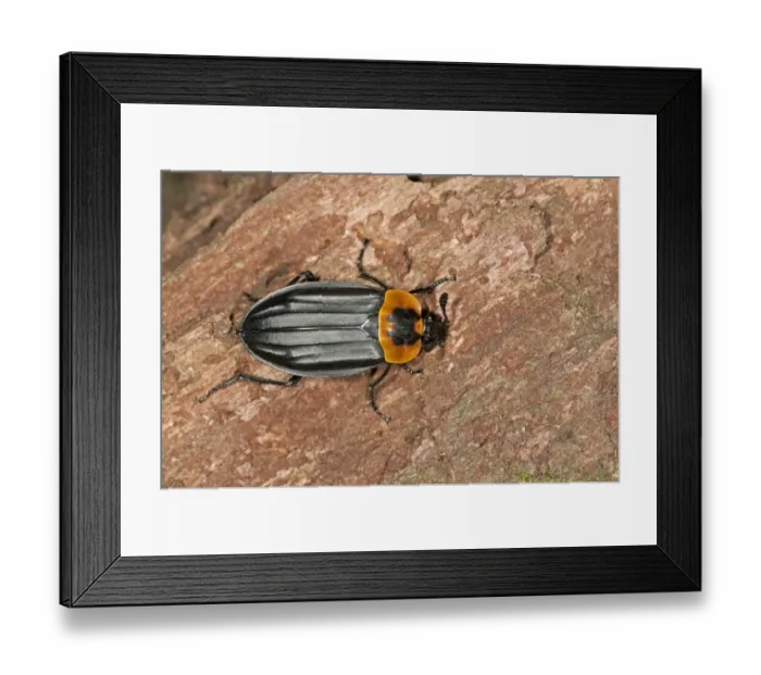 Framed Print : Burying beetle or Carrion beetle -Oxelytrum discicolle-, -Silphidae-, Tandayapa region, Andean cloud forest, Ecuador, South America Framed Print : Burying beetle or Carrion beetle -Oxelytrum discicolle-, -Silphidae-, Tandayapa region, Andean cloud forest, Ecuador, South America