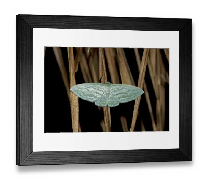 Framed Print : Geometer moth -Geometridae-, Tandayapa region, Andean cloud forest, Ecuador, South America
