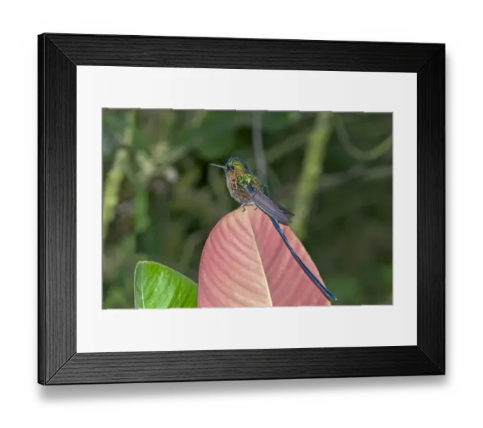 Framed Print : Violet-tailed Sylph -Aglaiocercus coelestis-, in its habitat, Tandayapa region, Andean cloud forest, Ecuador, South America Framed Print : Violet-tailed Sylph -Aglaiocercus coelestis-, in its habitat, Tandayapa region, Andean cloud forest, Ecuador, South America