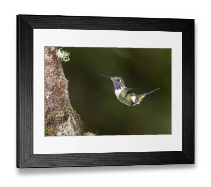 Framed Print : Purple-throated Woodstar -Calliphlox mitchellii-, hummingbird, in flight in its natural habitat, Tandayapa region, Andean cloud forest, Ecuador, South America Framed Print : Purple-throated Woodstar -Calliphlox mitchellii-, hummingbird, in flight in its natural habitat, Tandayapa region, Andean cloud forest, Ecuador, South America
