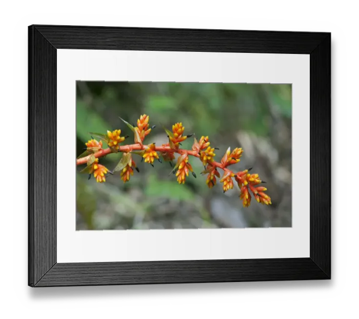 Framed Print : Guzmania rubrolutea -Bromeliad family-, blossom, in habitat, Tandayapa region, Andean cloud forest, Ecuador, South America Framed Print : Guzmania rubrolutea -Bromeliad family-, blossom, in habitat, Tandayapa region, Andean cloud forest, Ecuador, South America