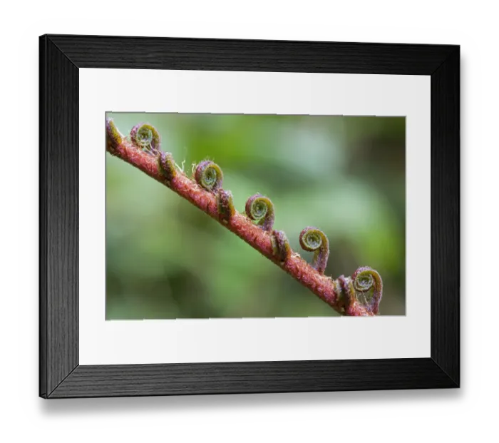Framed Print : Fern frond unfurling, Tandayapa region, Andean cloud forest, Ecuador, South America Framed Print : Fern frond unfurling, Tandayapa region, Andean cloud forest, Ecuador, South America