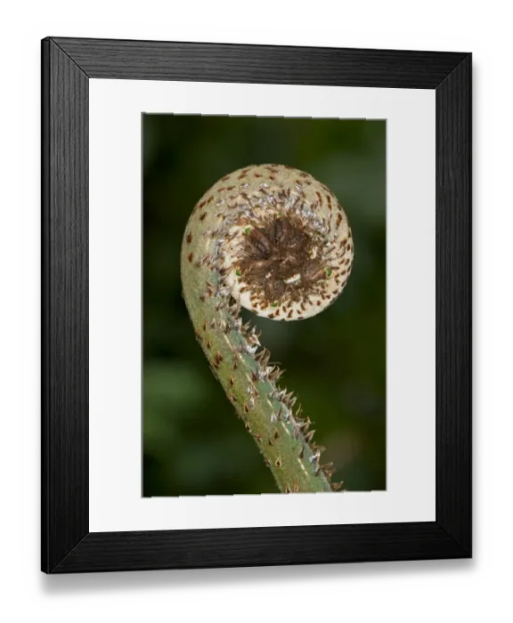 Framed Print : Frond unfurling, Tandayapa region, Andean cloud forest, Ecuador, South America Framed Print : Frond unfurling, Tandayapa region, Andean cloud forest, Ecuador, South America