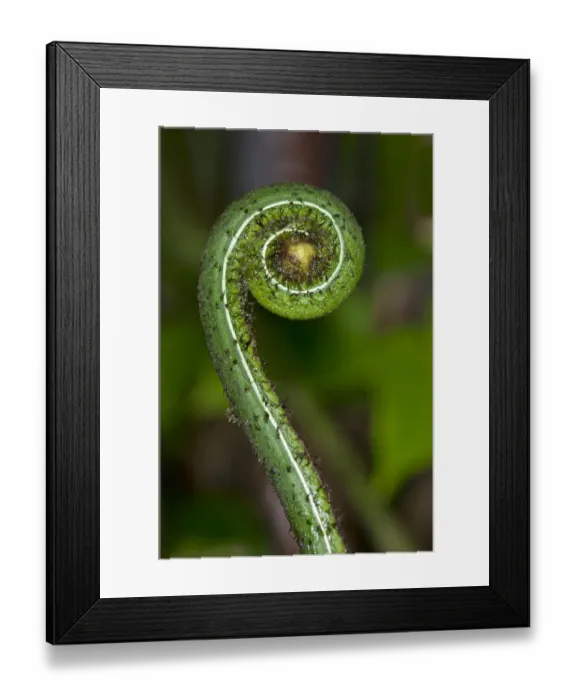 Framed Print : Frond unfurling, Tandayapa region, Andean cloud forest, Ecuador, South America