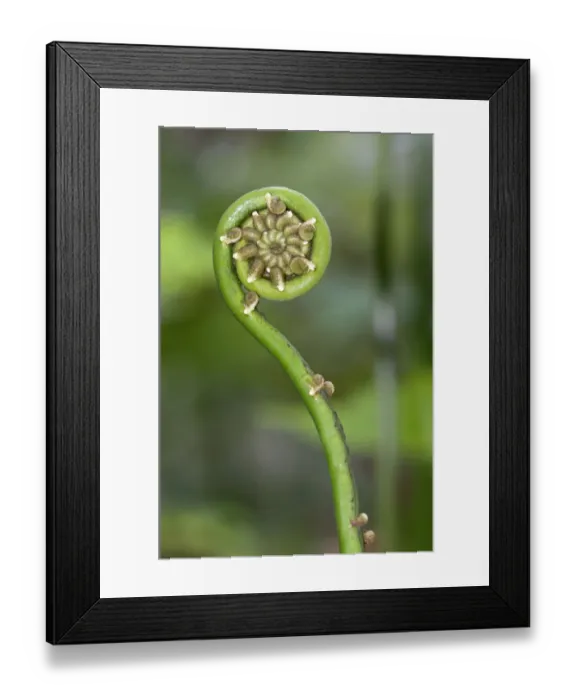 Framed Print : Frond unfurling, Tandayapa region, Andean cloud forest, Ecuador, South America Framed Print : Frond unfurling, Tandayapa region, Andean cloud forest, Ecuador, South America