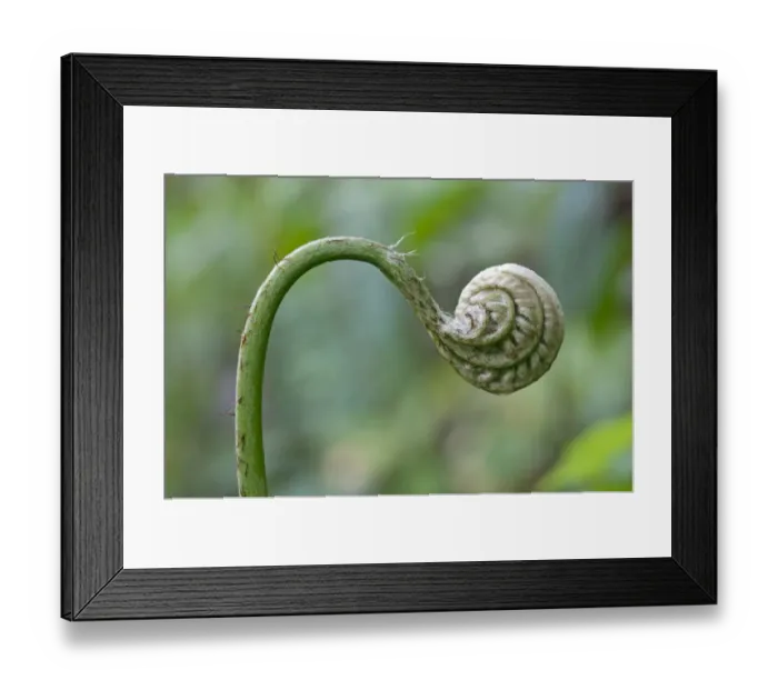 Framed Print : Frond unfurling, Tandayapa region, Andean cloud forest, Ecuador, South America Framed Print : Frond unfurling, Tandayapa region, Andean cloud forest, Ecuador, South America