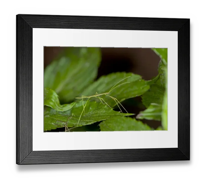 Framed Print : Stick insect -Phasmatodea, syn. Phasmida-, Tandayapa region, Andean cloud forest, Ecuador, South America Framed Print : Stick insect -Phasmatodea, syn. Phasmida-, Tandayapa region, Andean cloud forest, Ecuador, South America