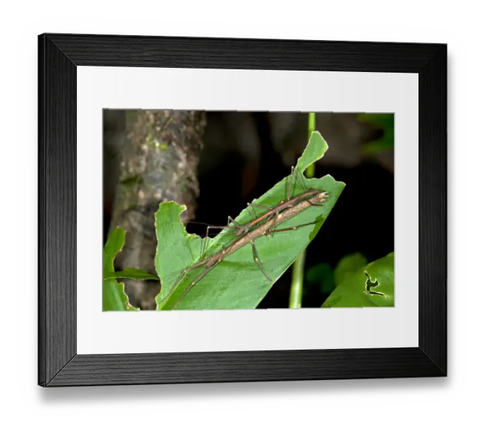 Framed Print : Mating stick insects -Phasmatodea spec. - exhibiting sexual dimorphism, mating, Tandayapa region, Andean cloud forest, Ecuador Framed Print : Mating stick insects -Phasmatodea spec. - exhibiting sexual dimorphism, mating, Tandayapa region, Andean cloud forest, Ecuador
