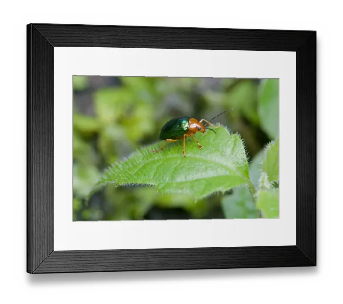Framed Print : Dogbane Leaf beetle -Chrysochus auratus-, Tandayapa region, Andean mist rainforest, Ecuador, South America Framed Print : Dogbane Leaf beetle -Chrysochus auratus-, Tandayapa region, Andean mist rainforest, Ecuador, South America