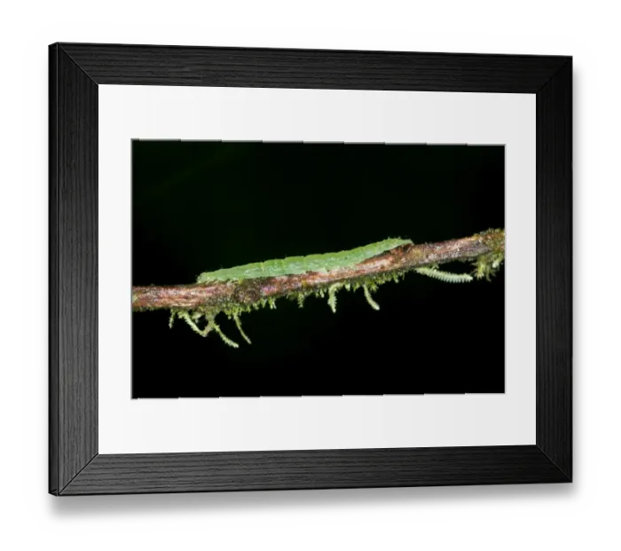 Framed Print : Caterpillar of an Owlet Moth in the genus of Hypena, Noctuidae, Tandayapa region, Andean mist rainforest, Ecuador, South America Framed Print : Caterpillar of an Owlet Moth in the genus of Hypena, Noctuidae, Tandayapa region, Andean mist rainforest, Ecuador, South America