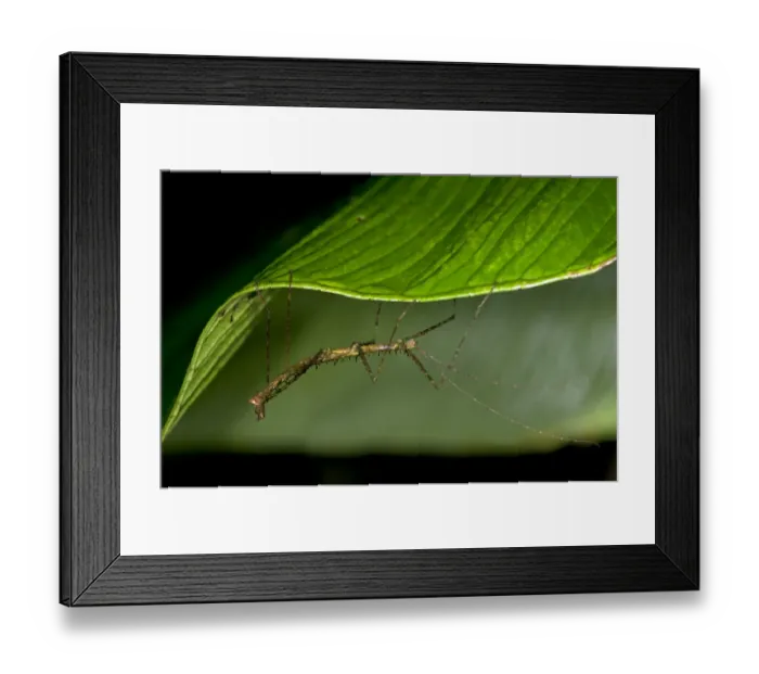Framed Print : Stick insect -Phasmida- perched on a leaf, Tandayapa region, Andean cloud forest, rainforest, Ecuador, South America Framed Print : Stick insect -Phasmida- perched on a leaf, Tandayapa region, Andean cloud forest, rainforest, Ecuador, South America