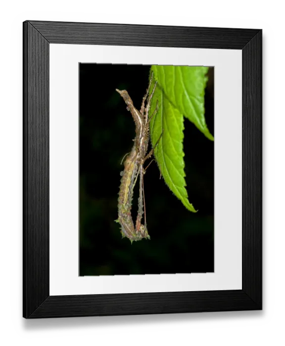 Framed Print : A stick insect -Phasmida- sloughing its skin, Tandayapa region, Andean cloud forest, rainforest, Ecuador, South America Framed Print : A stick insect -Phasmida- sloughing its skin, Tandayapa region, Andean cloud forest, rainforest, Ecuador, South America