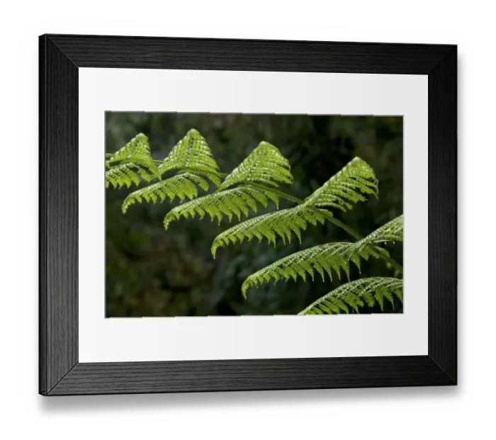 Framed Print : Fern frond, Tandayapa region, Andean cloud forest, Ecuador, South America