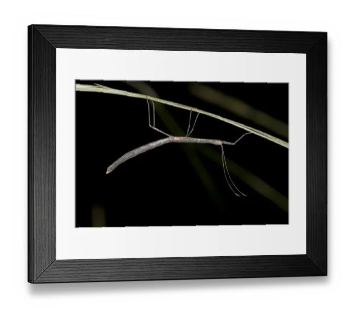 Framed Print : Stick insect -Phasmida-, Tandayapa region, Andean cloud forest, Ecuador, South America Framed Print : Stick insect -Phasmida-, Tandayapa region, Andean cloud forest, Ecuador, South America