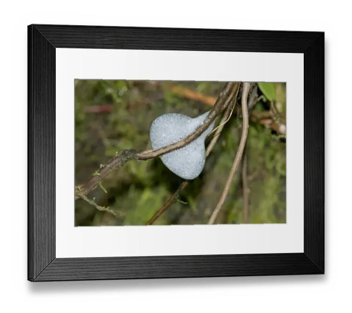 Framed Print : Foam nest of the spittlebug larvae -Aphrophoridae-, Tandayapa region, Andean cloud forest, Ecuador, South America Framed Print : Foam nest of the spittlebug larvae -Aphrophoridae-, Tandayapa region, Andean cloud forest, Ecuador, South America