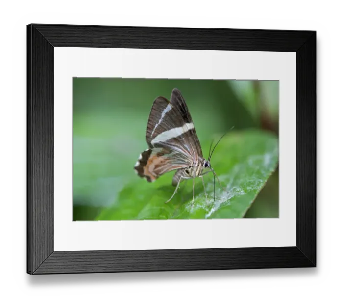 Framed Print : Erateina moth -Erateina sp. -, Tandayapa region, Andean cloud forest, Ecuador, South America Framed Print : Erateina moth -Erateina sp. -, Tandayapa region, Andean cloud forest, Ecuador, South America