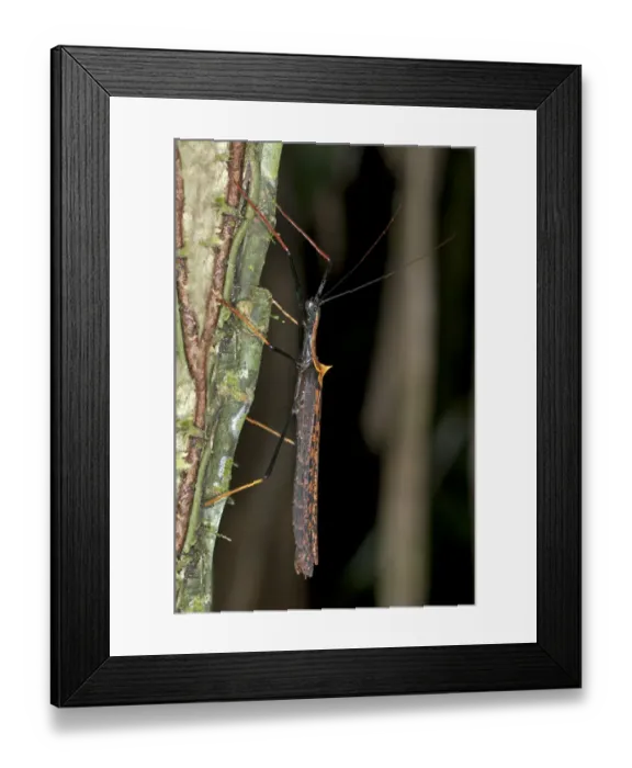 Framed Print : Stick insect -Phasmida-, Tandayapa region, Andean cloud forest, Ecuador, South America Framed Print : Stick insect -Phasmida-, Tandayapa region, Andean cloud forest, Ecuador, South America