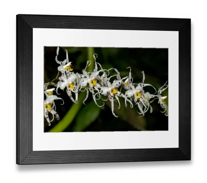 Framed Print : Wild Orchid flower -Odontoglossum sp. -, Tandayapa region, Andean cloud forest, Ecuador, South America Framed Print : Wild Orchid flower -Odontoglossum sp. -, Tandayapa region, Andean cloud forest, Ecuador, South America