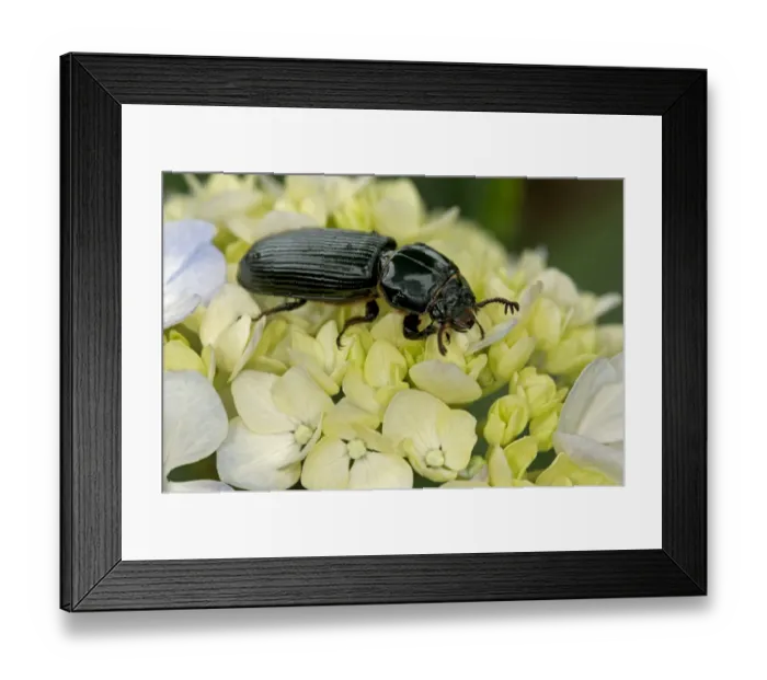 Framed Print : Bessbug -Passalidae-, Tandayapa region, Andean cloud forest, Ecuador, South America Framed Print : Bessbug -Passalidae-, Tandayapa region, Andean cloud forest, Ecuador, South America