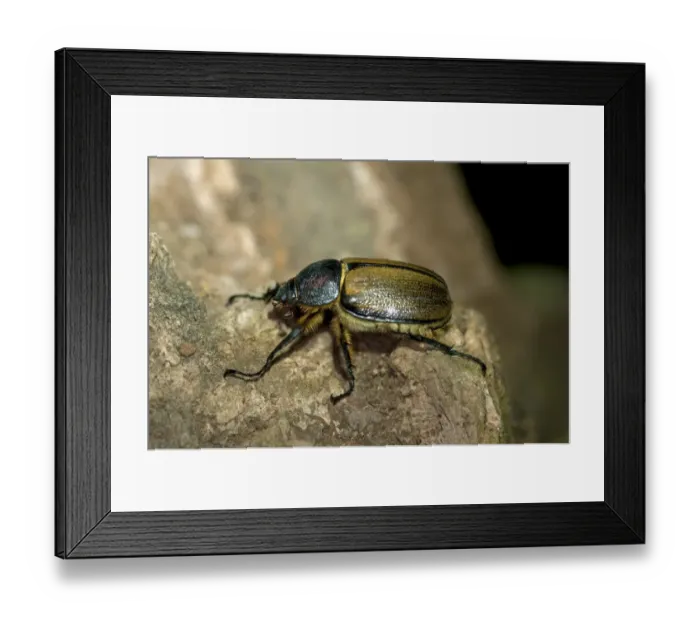 Framed Print : Scarab beetle -Scarabaeidae-, Tandayapa region, Andean cloud forest, Ecuador, South America