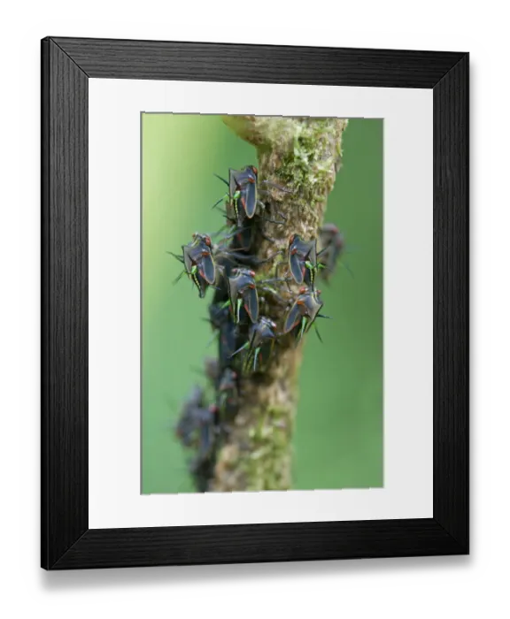 Framed Print : Leafhopper -Cicadellidae-, Tandayapa region, Andean cloud forest, Ecuador, South America