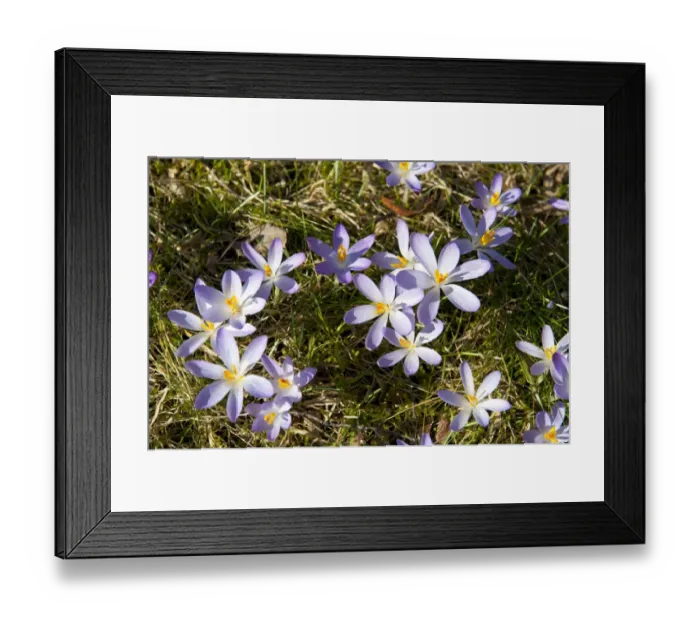 Framed Print : Spring Crocus -Crocus vernus-, Bavaria, Germany Framed Print : Spring Crocus -Crocus vernus-, Bavaria, Germany