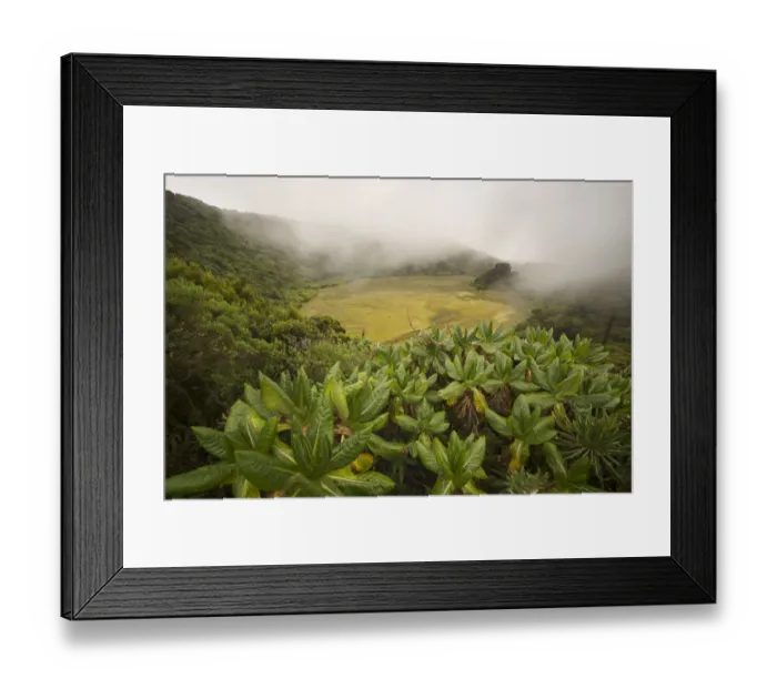 Framed Print : Marshy crater in the fog on top of Gahinga volcano on the border with Rwanda, Gahinga National Park, Kisoro, southwestern Uganda Framed Print : Marshy crater in the fog on top of Gahinga volcano on the border with Rwanda, Gahinga National Park, Kisoro, southwestern Uganda