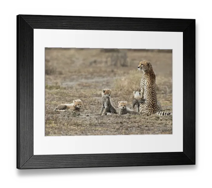 Framed Print : Cheetah -Acinonyx jubatus-, female cheetah with four cubs, Serengeti, Tanzania Framed Print : Cheetah -Acinonyx jubatus-, female cheetah with four cubs, Serengeti, Tanzania