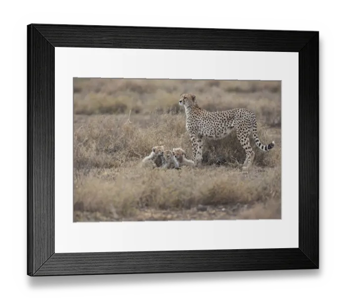 Framed Print : Cheetahs -Acinonyx jubatus-, female cheetah with cubs, Serengeti, Tanzania Framed Print : Cheetahs -Acinonyx jubatus-, female cheetah with cubs, Serengeti, Tanzania