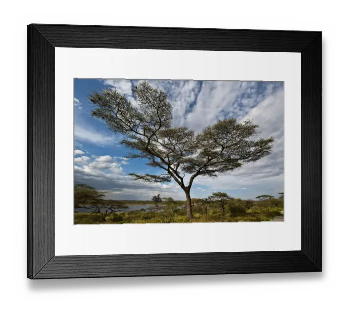 Framed Print : Tree with clouds, Lake Masek, Ndutu area, Tanzania Framed Print : Tree with clouds, Lake Masek, Ndutu area, Tanzania