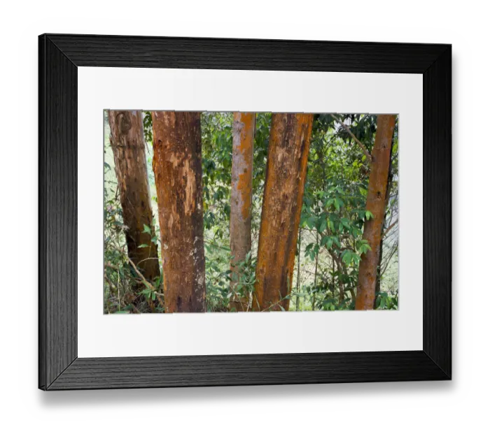 Framed Print : Eucalyptus trees, also gum trees -Eucalyptus-, Uganda, Africa Framed Print : Eucalyptus trees, also gum trees -Eucalyptus-, Uganda, Africa