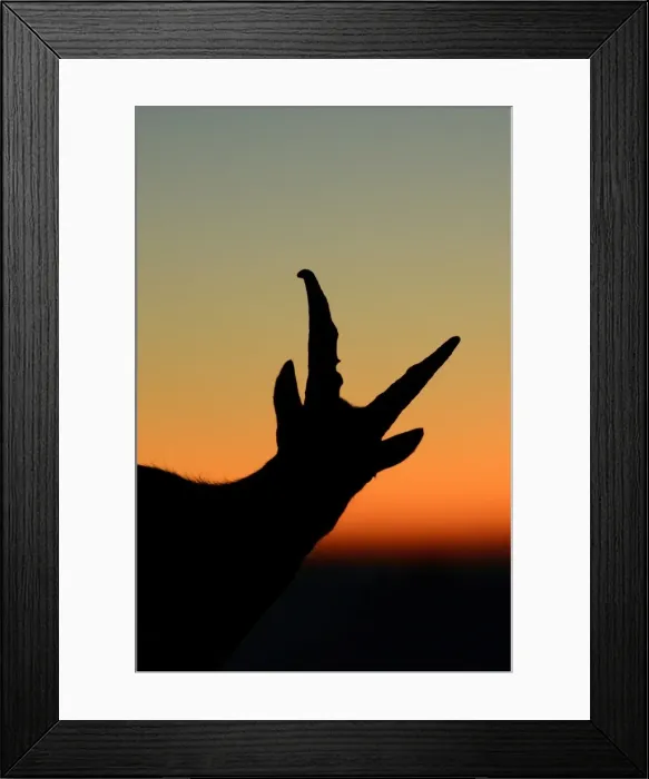 Framed Print : Young Alpine Ibex -Capra ibex-, silhouette, Bernese Oberland, Switzerland, Europe Framed Print : Young Alpine Ibex -Capra ibex-, silhouette, Bernese Oberland, Switzerland, Europe