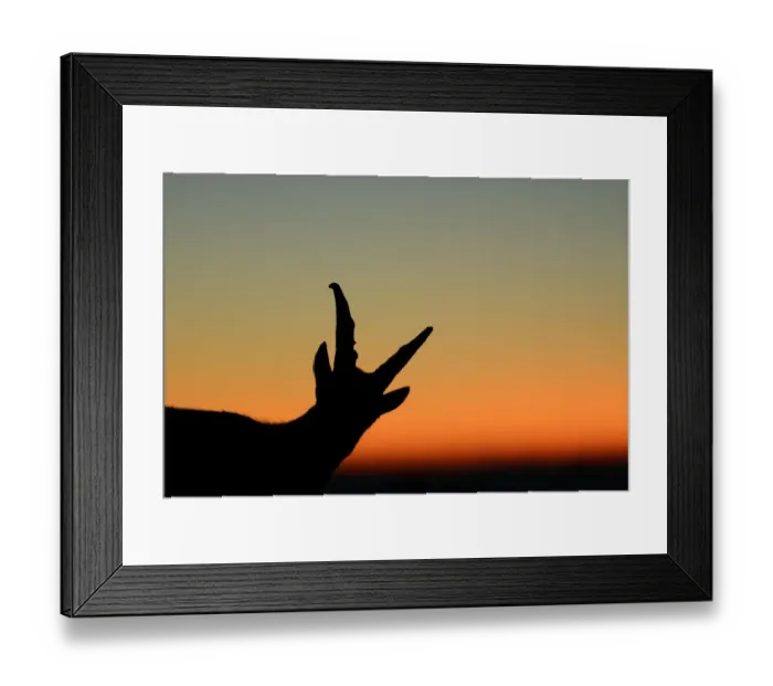 Framed Print : Young Alpine Ibex -Capra ibex-, silhouette, Bernese Oberland, Switzerland, Europe Framed Print : Young Alpine Ibex -Capra ibex-, silhouette, Bernese Oberland, Switzerland, Europe