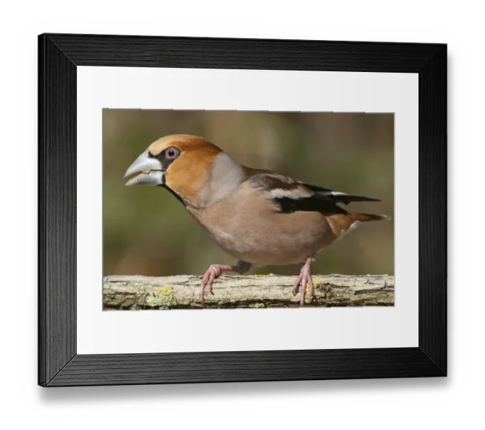Framed Print : Hawfinch -Coccothraustes coccothraustes-, Untergroeningen, Baden-Wuerttemberg, Germany, Europe Framed Print : Hawfinch -Coccothraustes coccothraustes-, Untergroeningen, Baden-Wuerttemberg, Germany, Europe