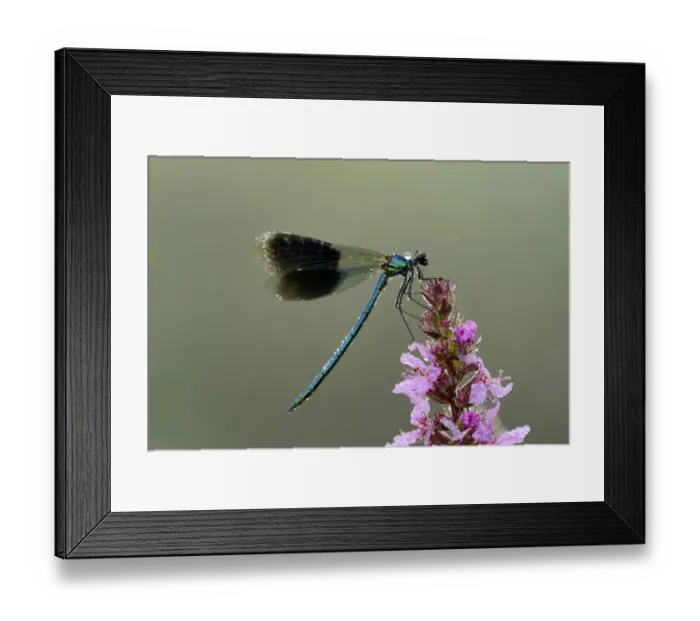Framed Print : Banded Demoiselle -Calopteryx splendens-, male, Reussspitz, Maschwanden, Switzerland, Europe