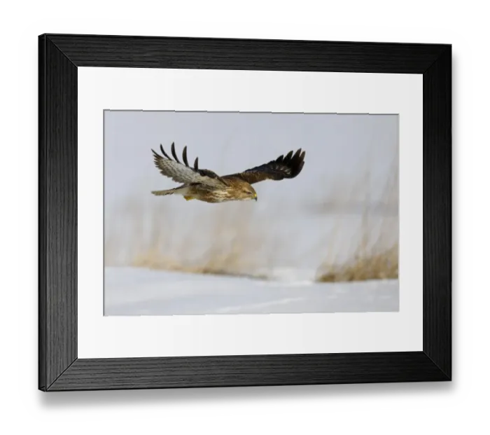 Framed Print : Common Buzzard -Buteo buteo- in flight over a reed habitat in winter, Swabian Alb biosphere reserve, Baden-Wurttemberg, Germany Framed Print : Common Buzzard -Buteo buteo- in flight over a reed habitat in winter, Swabian Alb biosphere reserve, Baden-Wurttemberg, Germany