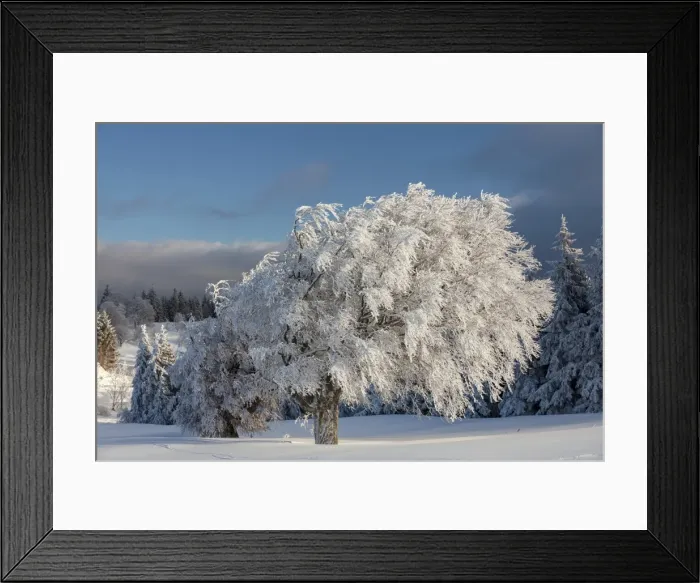 Framed Print : Beech trees in the fresh snow in the morning light, Schauinsland mountain near Freiburg, Black Forest mountain range, Baden-Wuerttemberg, Germany, Europe, PublicGround Framed Print : Beech trees in the fresh snow in the morning light, Schauinsland mountain near Freiburg, Black Forest mountain range, Baden-Wuerttemberg, Germany, Europe, PublicGround