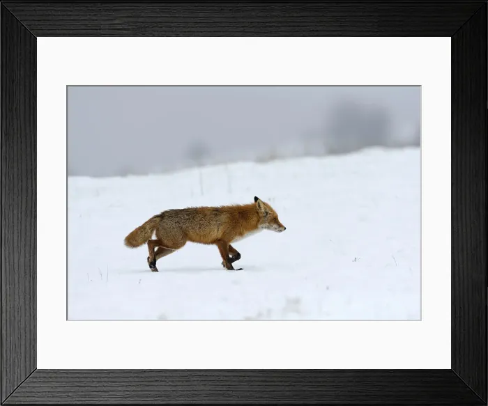 Framed Print : Red Fox -Vulpes vulpes-, during the rut season in February, Sinite Kamani Nature Park, Bulgaria, Europe Framed Print : Red Fox -Vulpes vulpes-, during the rut season in February, Sinite Kamani Nature Park, Bulgaria, Europe