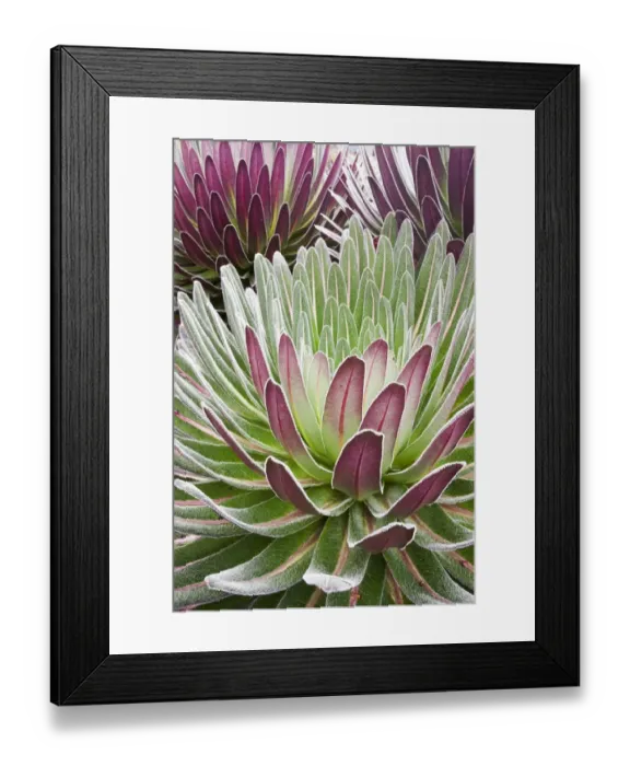 Framed Print : Giant Lobelia -Lobelia deckenii-, Rwenzori Mountains, Kasese, Uganda Framed Print : Giant Lobelia -Lobelia deckenii-, Rwenzori Mountains, Kasese, Uganda