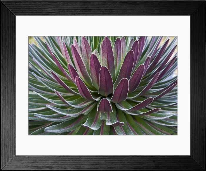 Framed Print : Giant Lobelia -Lobelia deckenii-, Rwenzori Mountains, Kasese, Uganda Framed Print : Giant Lobelia -Lobelia deckenii-, Rwenzori Mountains, Kasese, Uganda