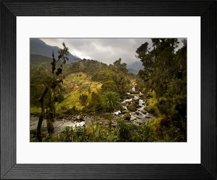 Framed Print : Afro-alpine vegetation in front of river in the Ruwenzori National Park, Kasese, Uganda Framed Print : Afro-alpine vegetation in front of river in the Ruwenzori National Park, Kasese, Uganda